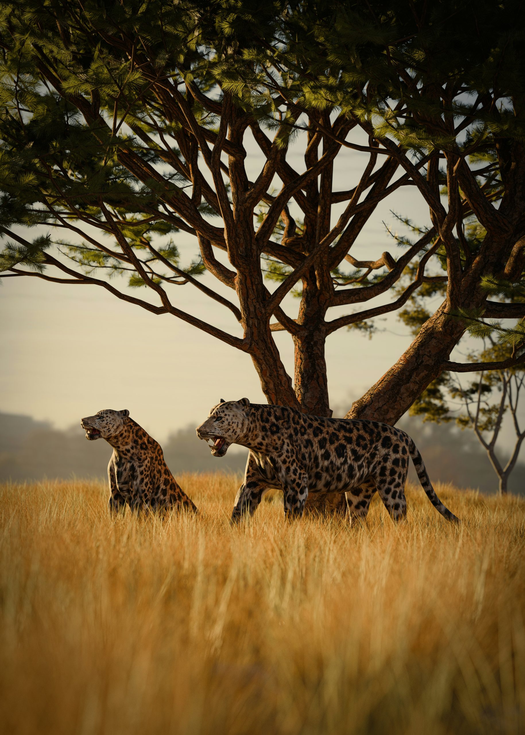 Safari 